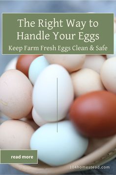 eggs in a basket with the words, the right way to handle your eggs keep farm fresh clean & safe read more