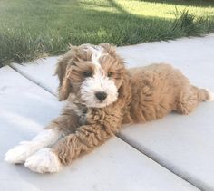 a small brown and white dog laying on top of a cement floor next to grass