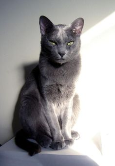 a gray cat sitting on top of a table next to a white wall with green eyes