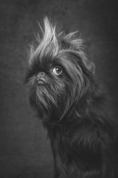 a black and white photo of a small dog with long hair on it's head