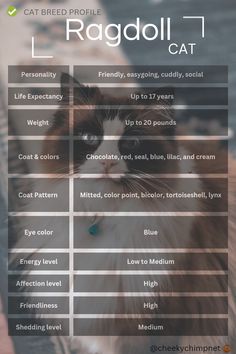 Ragdoll Cat Breed Profile #ragdoll #cat #catprofile #catbreess #pet Ragdoll Kitten Black, Ragdoll Aesthetic, Ragdoll Cat Aesthetic, Cat Age Chart, Ragdoll Cat Colors, Cat Breeding, Cat Breeds Ragdoll, Ragdoll Cat Breed, Kitten Breeds