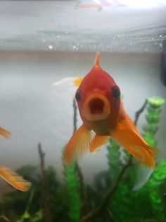 a goldfish in an aquarium looking at the camera