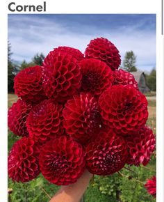 a hand is holding a bunch of red flowers