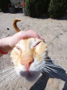 an orange and white cat being petted by someone's hand on the ground