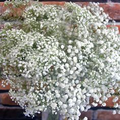 white flowers in a vase on a brick wall