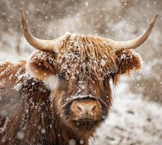 a yak standing in the snow looking at the camera