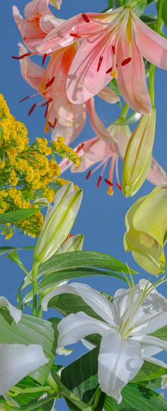 some pink and white flowers are in front of a blue sky with yellow flowers on it