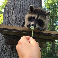 a raccoon is looking over a wooden ledge at someone holding a dandelion in their hand