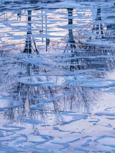 the reflection of trees in the water