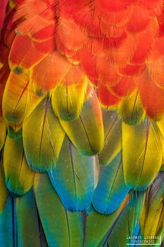 the feathers of a colorful bird are multicolored