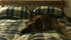 a brown dog laying on top of a bed covered in plaid sheets and pillows next to a window