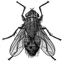 a black and white drawing of a fly