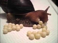 Snail Facts, African Snail, Giant African Land Snails, Giant Snail, Egg Pictures