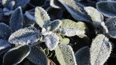 frost covered leaves in the sun on a sunny day