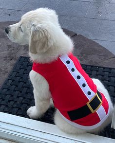 a white dog wearing a red shirt and black pants sitting on top of a bench