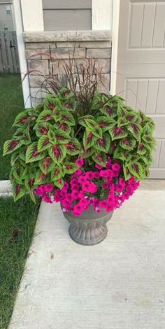 a potted plant with pink flowers in front of a door on the side of a house