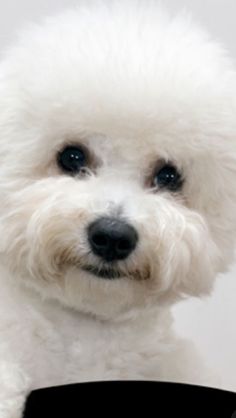 a small white dog with blue eyes sitting on top of a black chair and looking at the camera