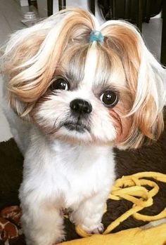 a small dog sitting on top of a bed next to stuffed animals