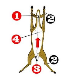 the diagram shows how to measure an animal's neck and back legs with numbers on each side