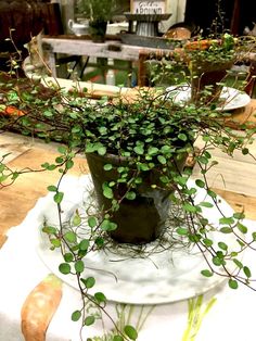 a potted plant sitting on top of a table