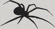 a black spider silhouette on a white background