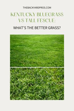 the kentucky blue grass vs tall fescue what's the better grass?