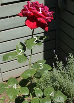 a red rose with numbers on it in front of a house