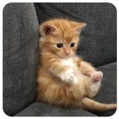 an orange kitten sitting on top of a gray couch with its paws in the air