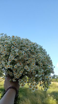 a person holding a bunch of daisies up to their face with the sky in the background