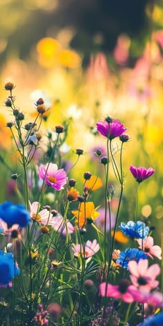 a field full of colorful wildflowers and daisies