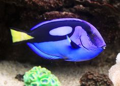 a blue and yellow fish in an aquarium