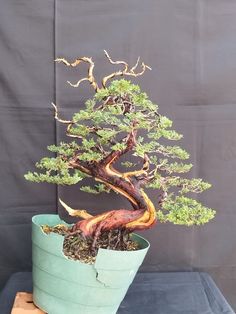 a bonsai tree in a green pot on a wooden table next to a black backdrop