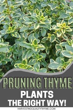 a plant with green leaves and the words pruning thyme plants the right way