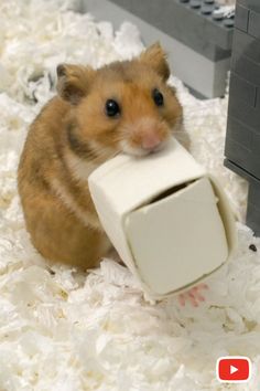 a small hamster is chewing on a piece of white paper that has been made into a toy