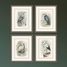 four framed paintings of birds on a green wall