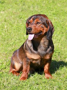 a brown and black dog sitting in the grass