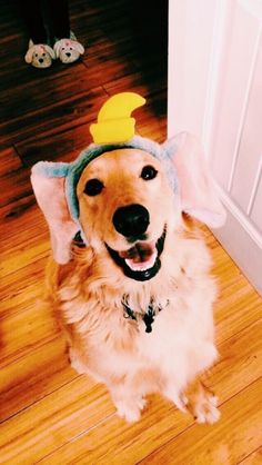 a dog wearing a hat with a duck on it's head sitting in front of a door