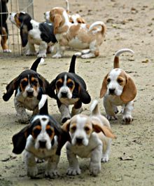 a group of beagles running around in the dirt