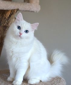 a white cat with blue eyes sitting on top of a scratching post next to a tree