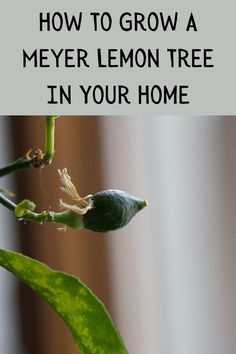 a close up of a plant with the text how to grow a meyer lemon tree in your home