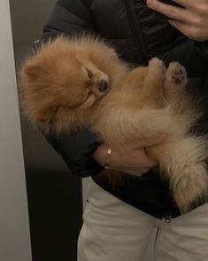 a person holding a small dog in their arms