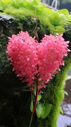 a heart shaped plant growing out of moss