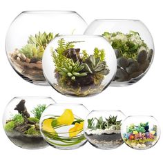 four glass bowls filled with different types of succulents and plants in them