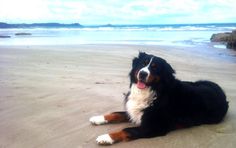 a black and white dog laying on top of a sandy beach next to the ocean