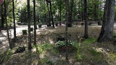 an area in the woods with many trees and plants growing out of pots on the ground