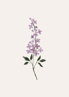 Illustration of a single stem of light purple flowers with small green leaves on a neutral background, perfect for nature lovers and art enthusiasts alike - the Lilas Flower Art Print from Mimi & August. Lilac Bouquet Drawing, Delicate Flower Painting, Lilac Flowers Drawing, Lilac Flower Painting, Lilac Flower Tattoo, Lilac Illustration, Lilac Drawing, Posters Flowers, Lilacs Flowers