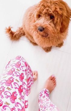 a brown dog sitting on top of a white floor next to a woman's legs