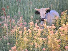 a cow standing in the middle of a field of tall grass and wildflowers