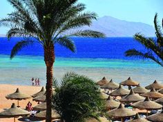 the beach is lined with umbrellas and palm trees