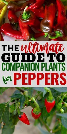 the ultimate guide to companion plants for peppers